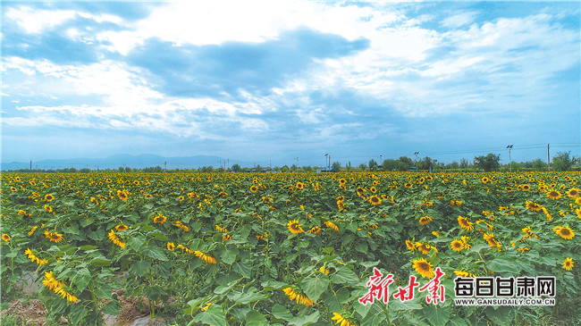 金川区双湾镇向日葵种植基地.