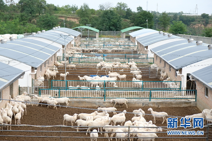 甘肃中盛湖羊养殖场图片