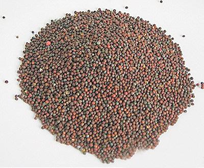 记者给您讲述兰州高原夏菜的"台前幕后"故事(上)—— 从一包夏白菜