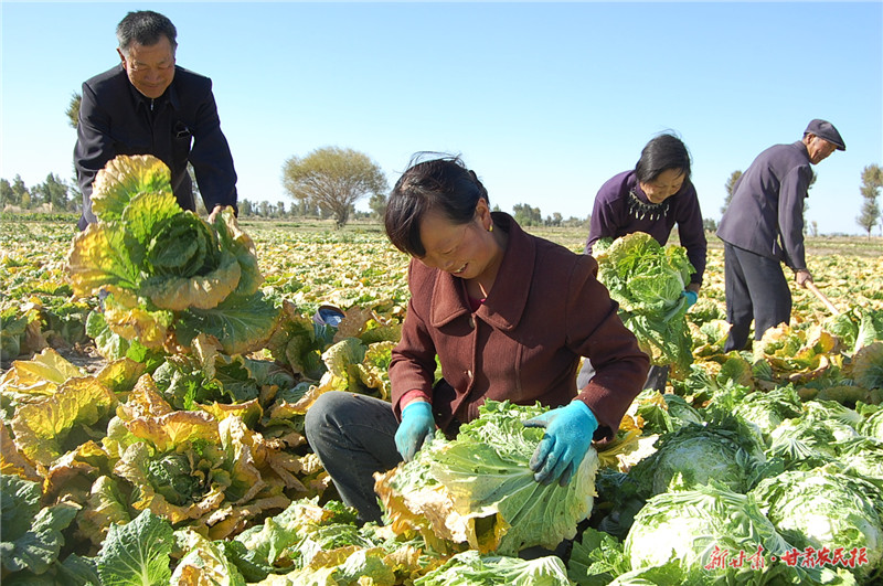 白菜丰收俏销四方 肃州农民增收乐-甘肃农民报-每日甘肃网