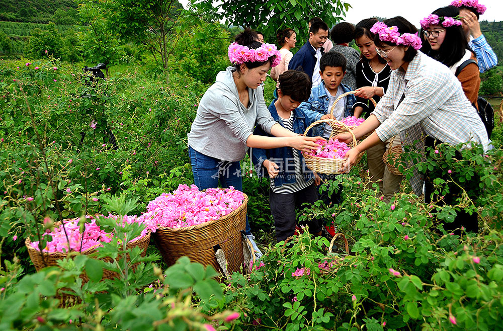 兩當縣沁香怡玫瑰生物科技有限公司種植的1600餘畝玫瑰花相繼開放