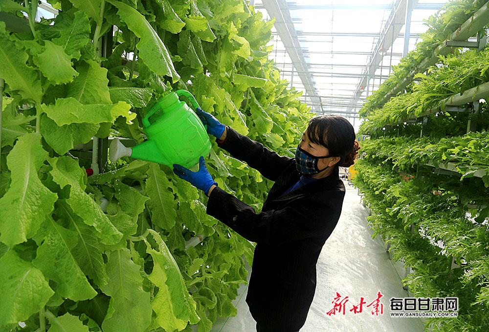 2020年2月11日,甘肅隴南市武都區石門鎮青隴現代農業扶貧產業園,農戶