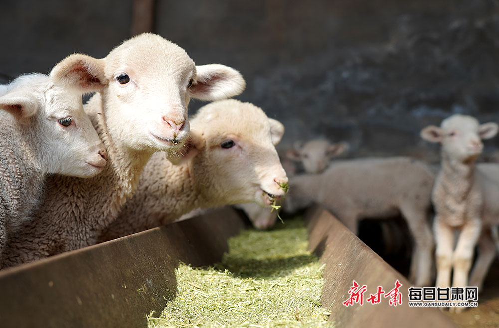 肃南:加强牲畜防疫 确保牧民增收