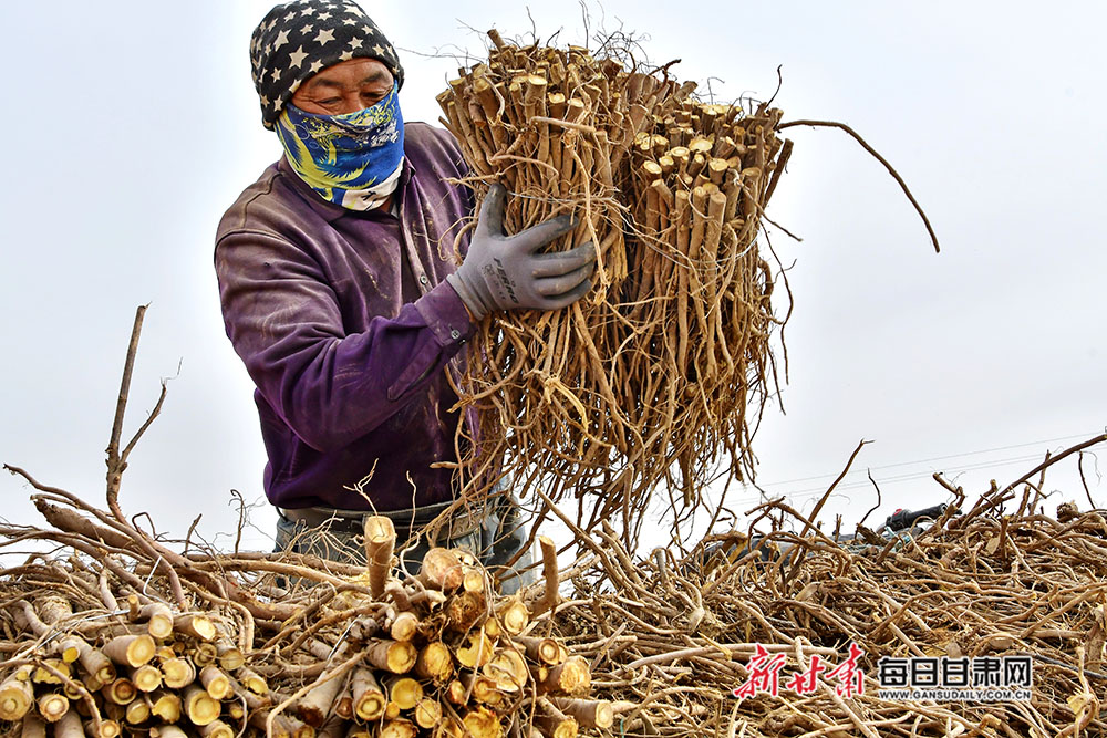 药农把收获的甘草装车外运.jpg