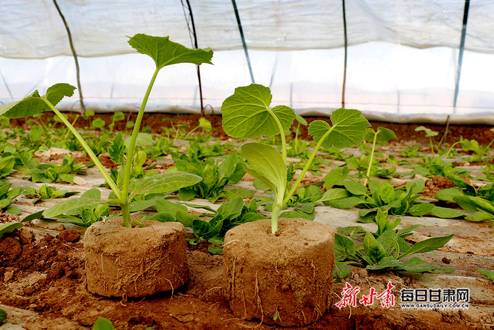敦煌市蔬菜拱棚套种开启产业发展新模式