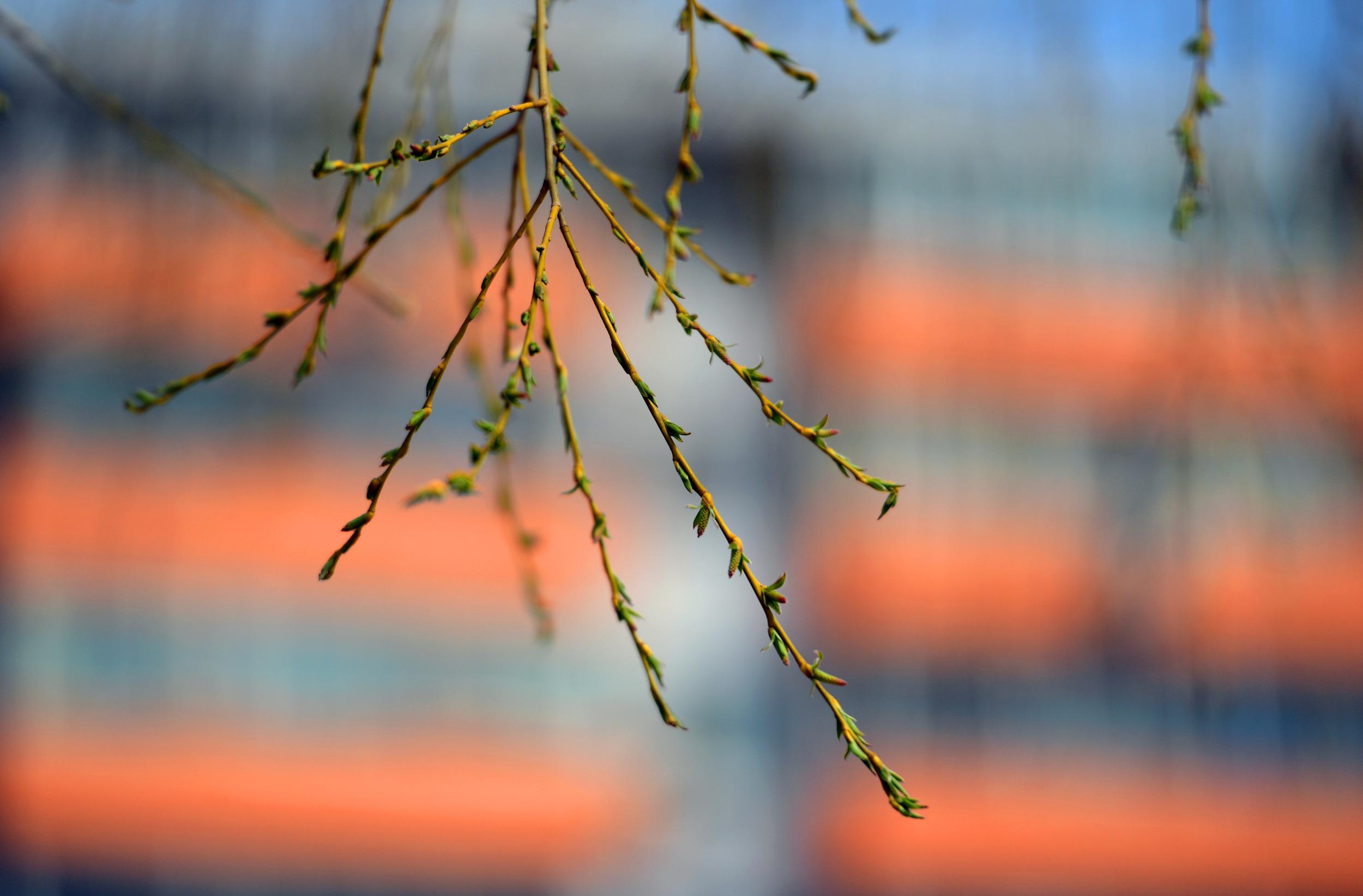 兰州春风十里柳树吐芽