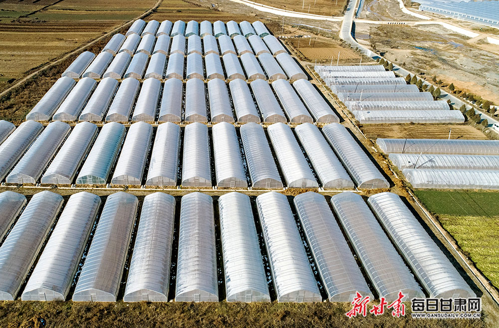 秦州区:万亩果园绘迎春图 座座大棚奏丰收曲