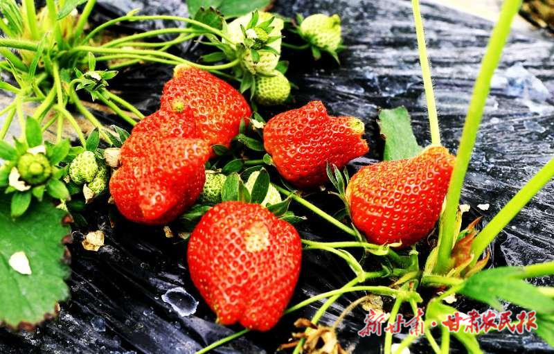 张家川:草莓种出莓好生活