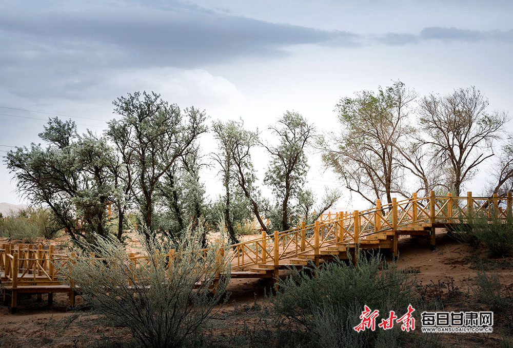 沙枣花开八步沙腹地种满了沙枣树五月的古浪县八步沙腹地种满了沙枣树