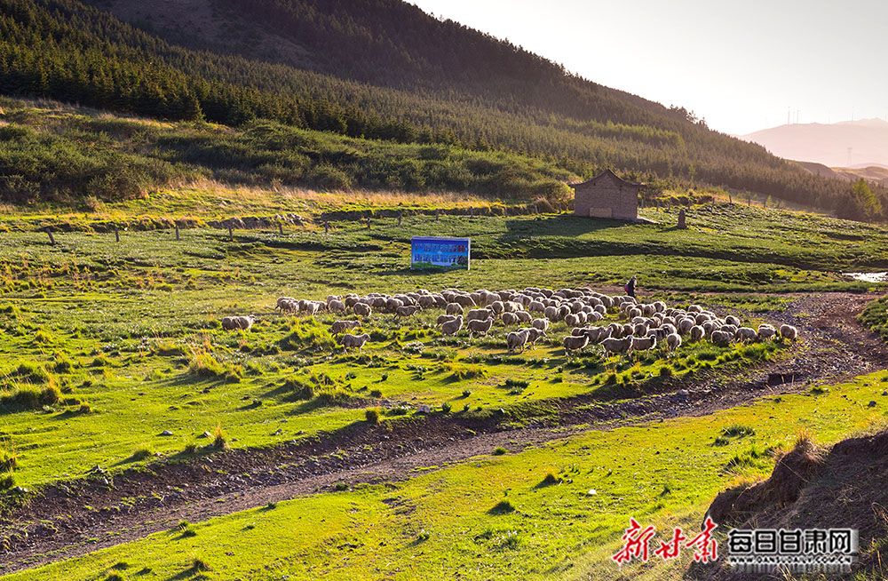 景泰:寿鹿山下牛羊成群 新墩湾村里风景如画