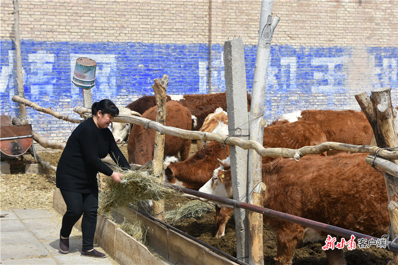 瓜州:小草做成大产业,村民日子 "牛"起来