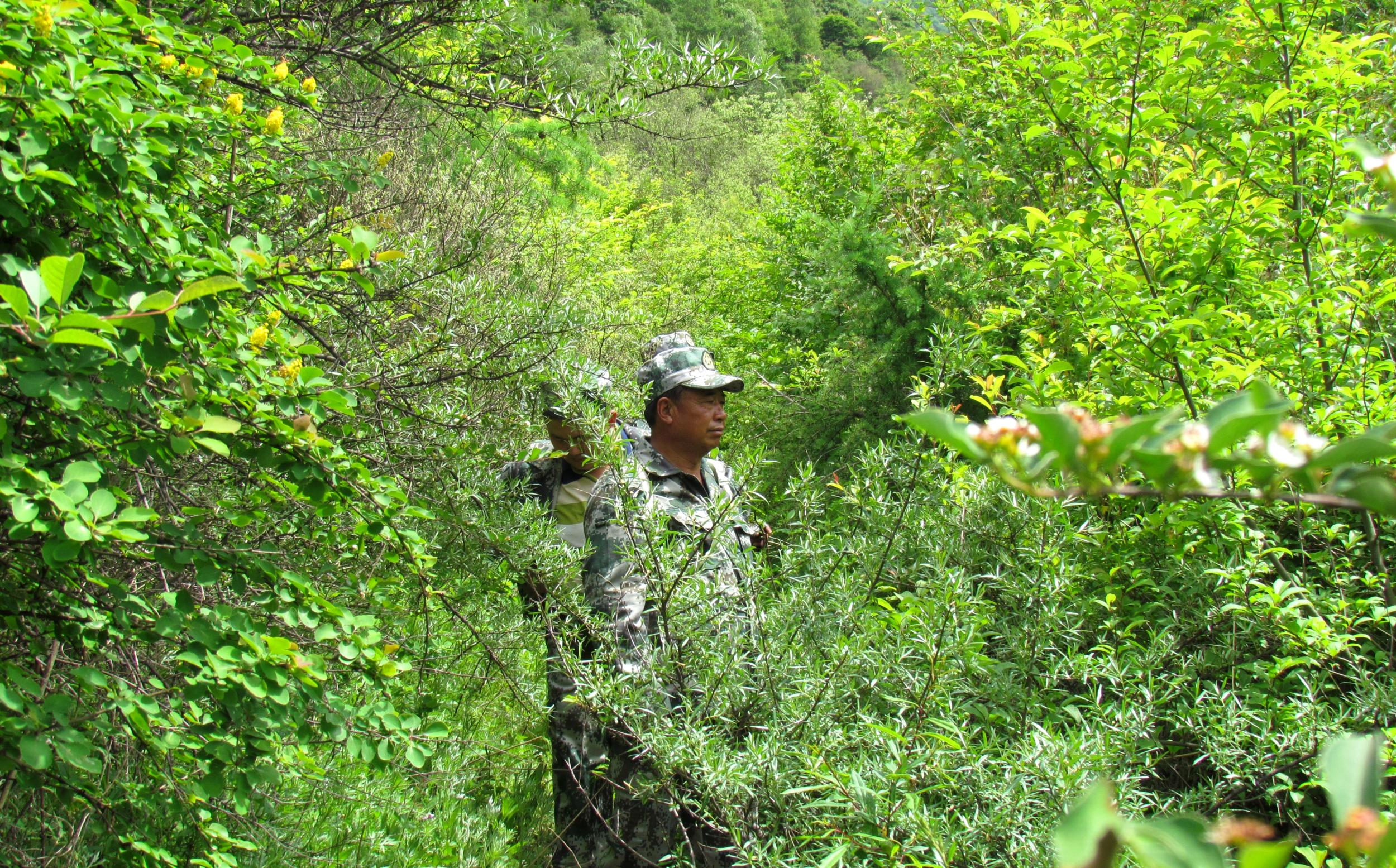 36年守护山林记甘肃太子山国家级自然保护区管理局护林员王新平