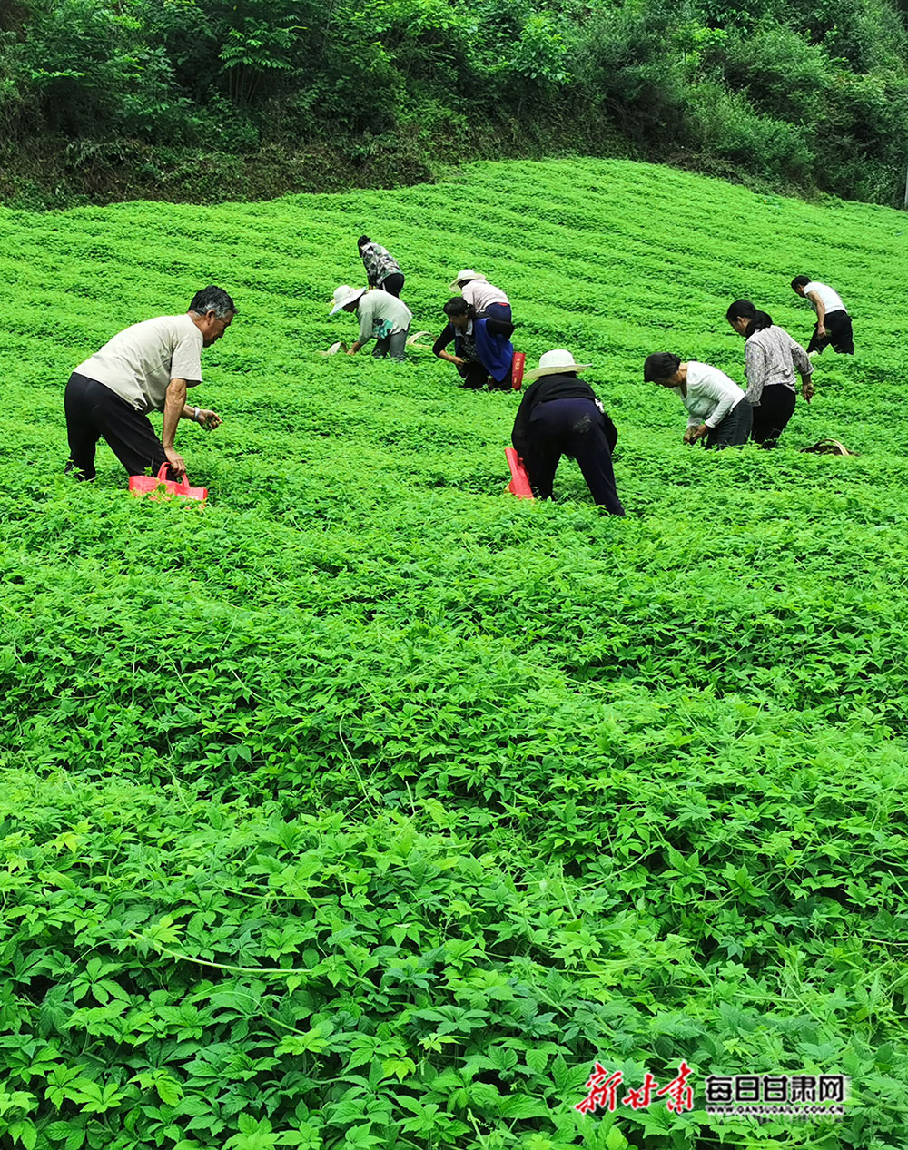 绞股蓝种植成为康县大南峪镇增收新渠道
