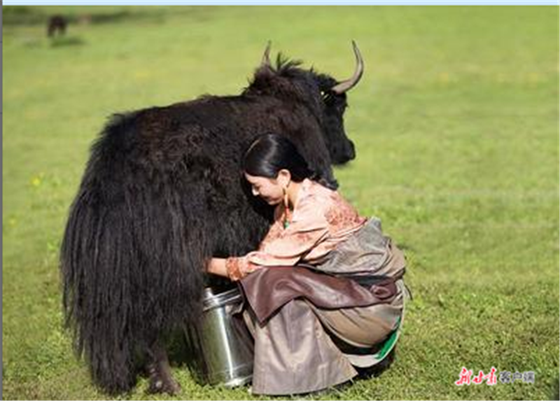 (牧民挤牦牛奶的场景.资料图)