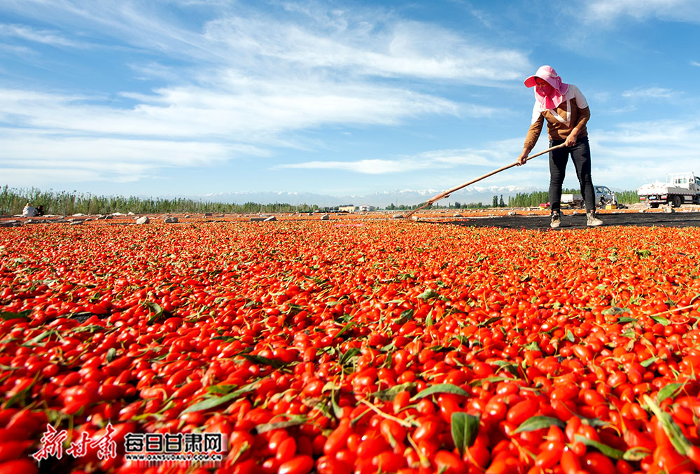 嘉峪关市万亩枸杞采摘忙