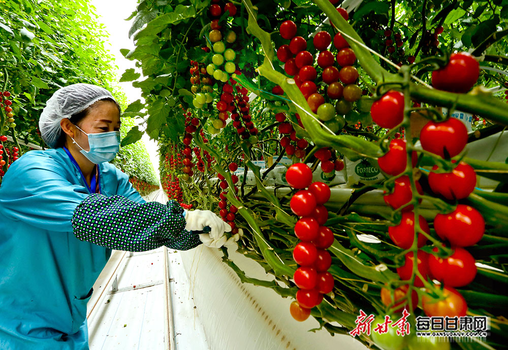 现代农业智能温室工业化栽培蔬菜车间里,工人正在采摘串收番茄.