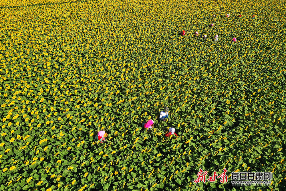 高台:万亩制种葵花授粉忙