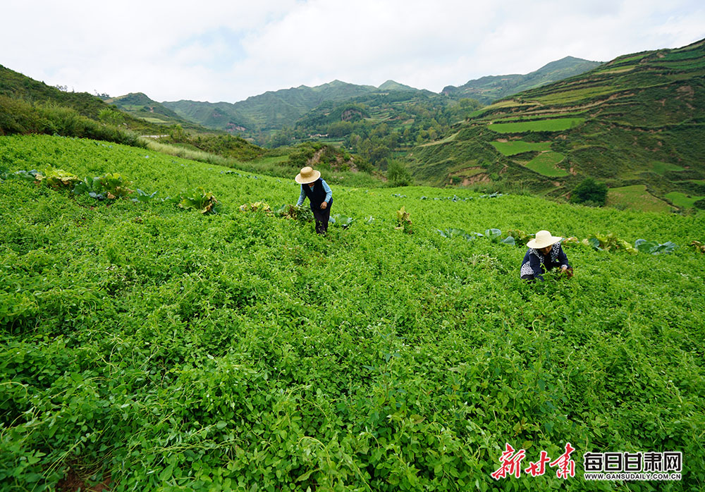 村民在中药材种植基地给党参拔草宕昌县好梯乡苟家院村每日甘肃网图片