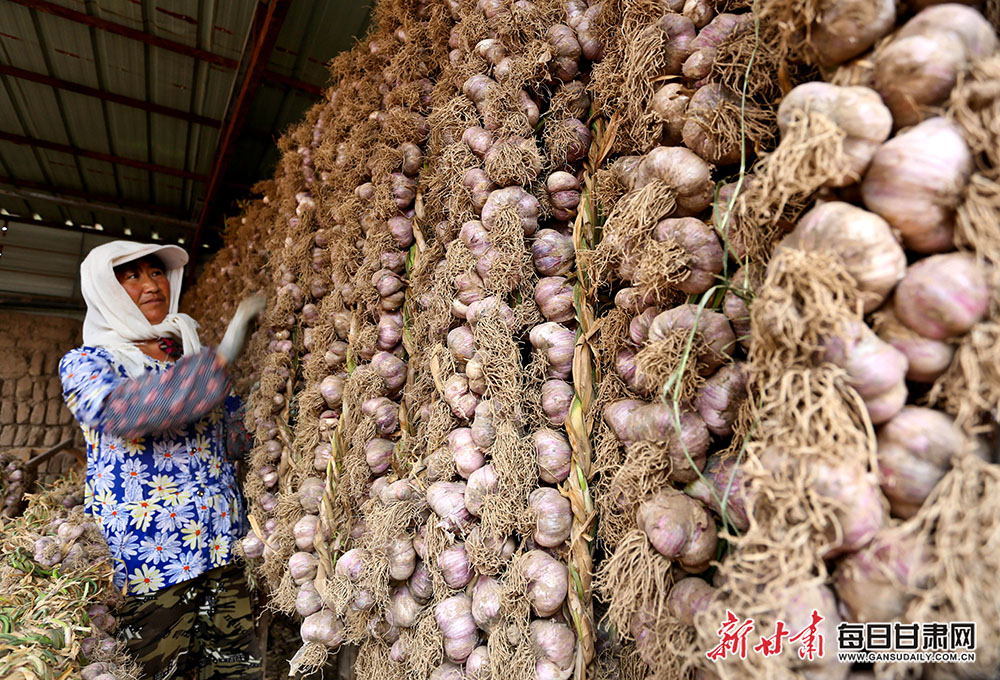 民乐县3万亩紫皮大蒜喜获丰收