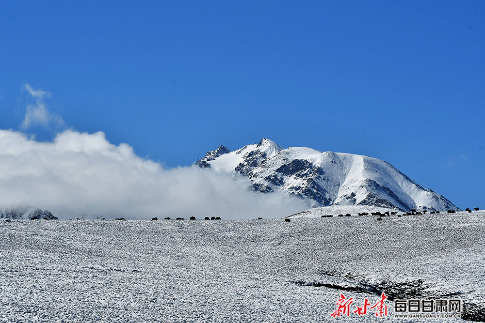 祁连山下雪山现壮观云海