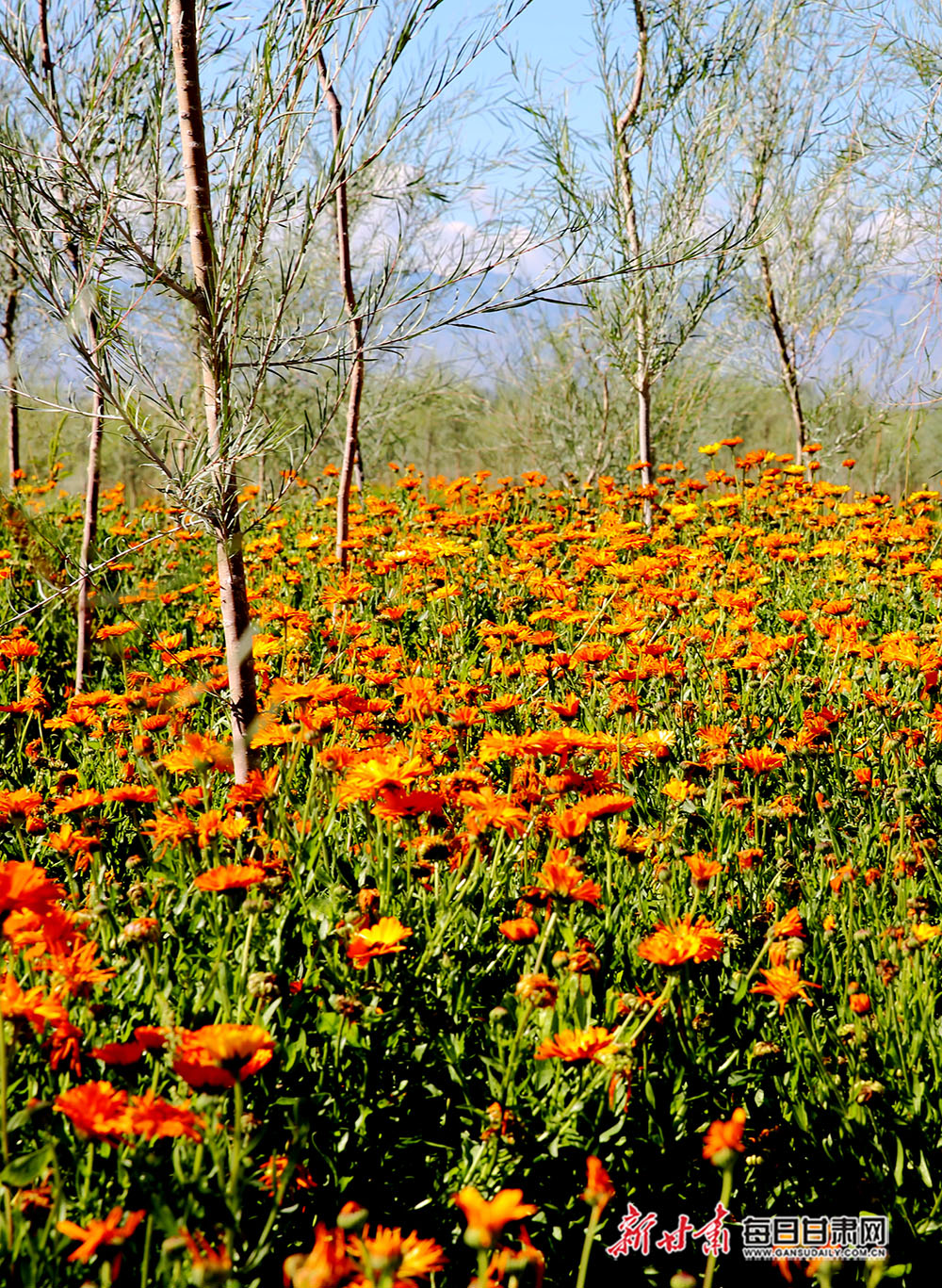 张掖黑河滩胡杨林景美花艳