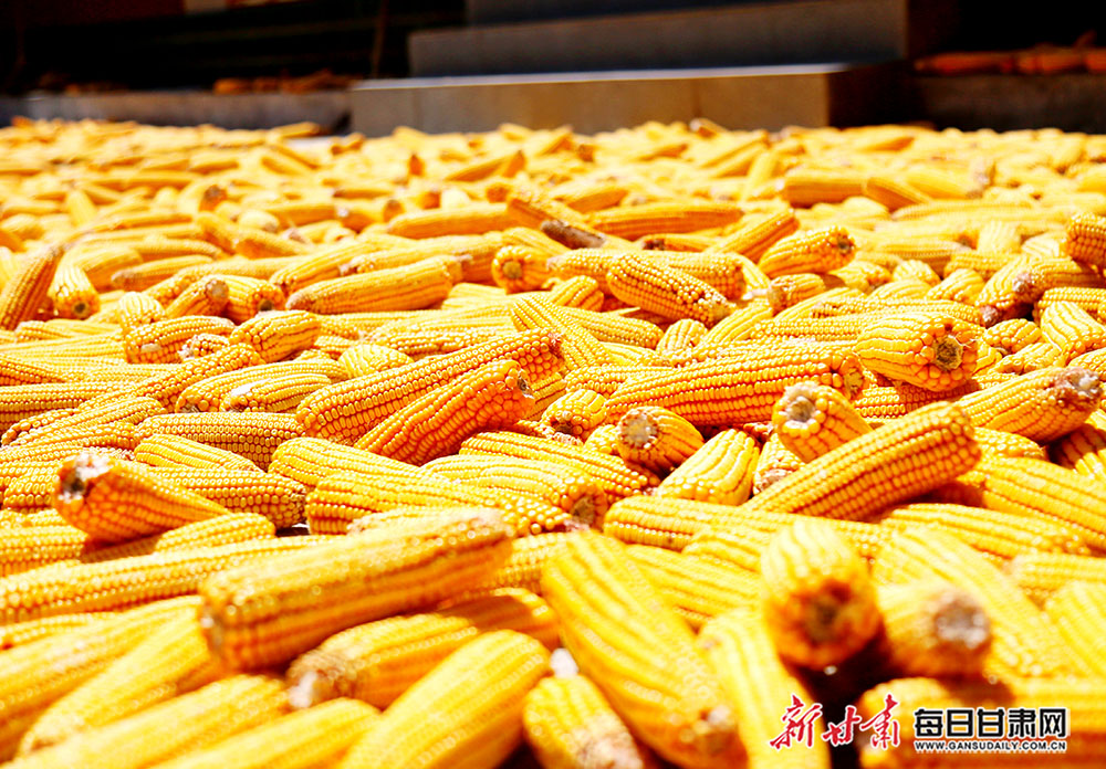 徽县:"金灿灿"的玉米成农村风景线