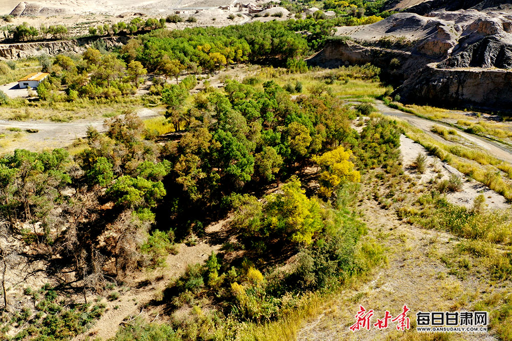 dji_0032  2020年9月8日,生长在多坝沟胡杨峡沟谷内的植被相对茂密