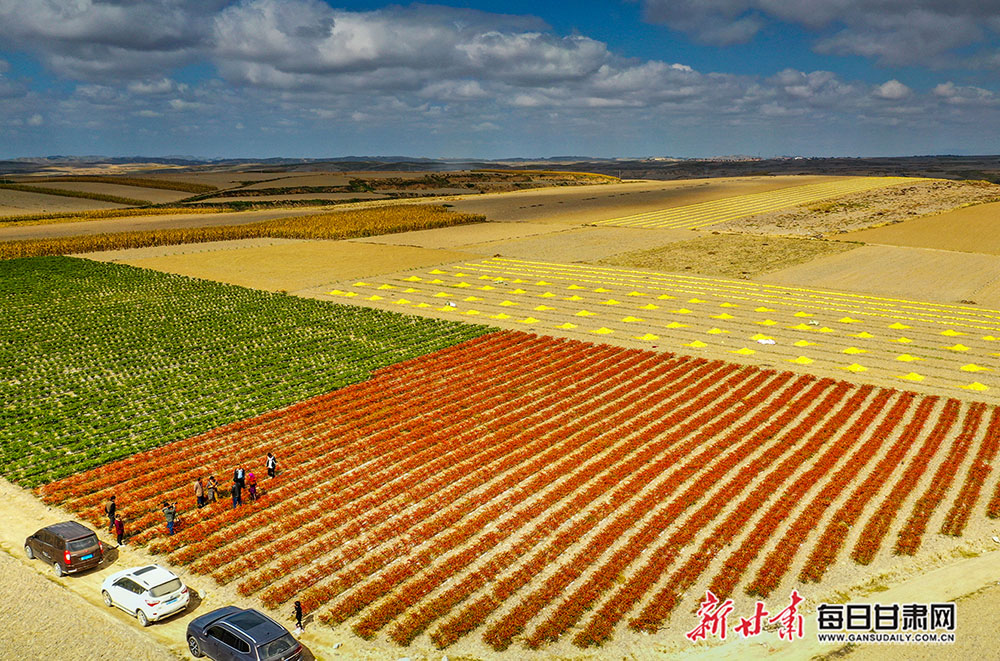 靖远县高湾镇的辣椒红了