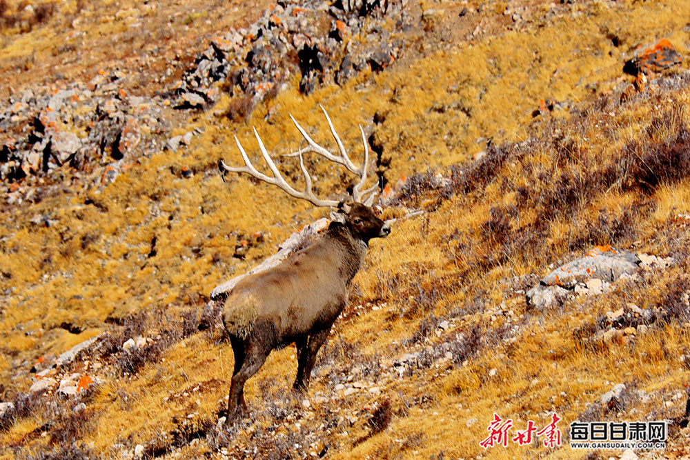 特大白唇鹿种群现身祁连山国家公园