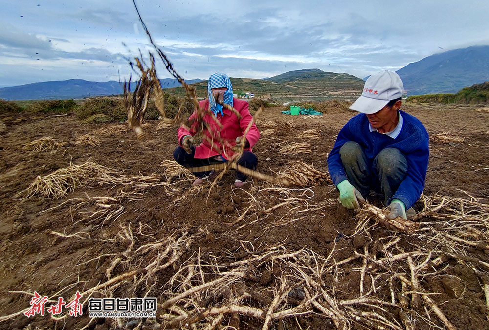 宕昌迎來黨參豐收季