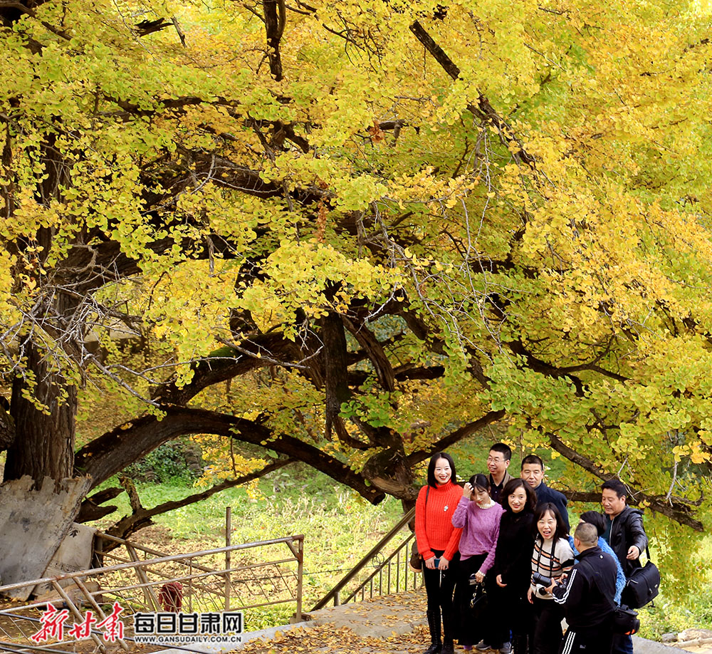 2020年10月21日,游客在甘肃陇南徽县嘉陵镇天河村观赏美丽的银杏秋色.