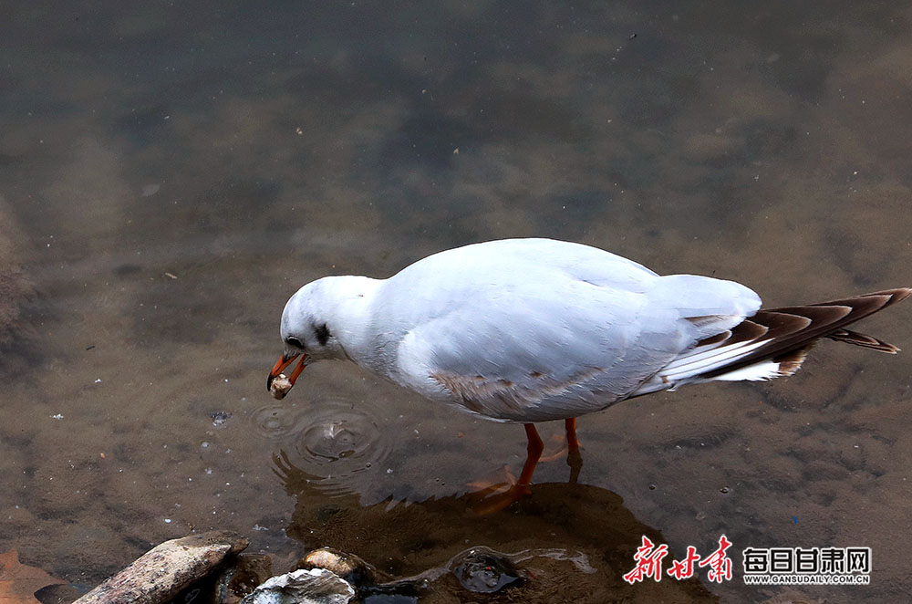 康县燕子河首次迎来"稀客"红嘴鸥