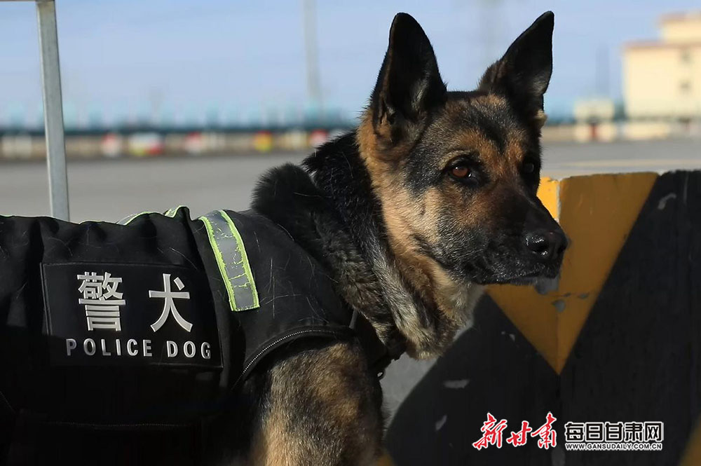 警犬