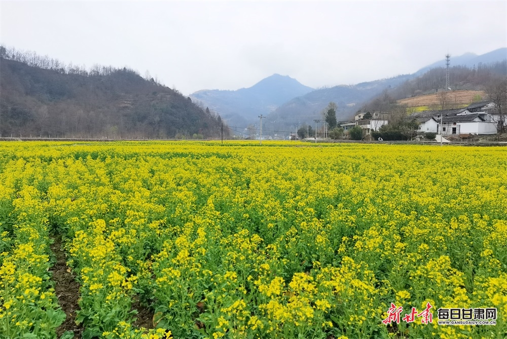 康县大南峪油菜花竞相开放