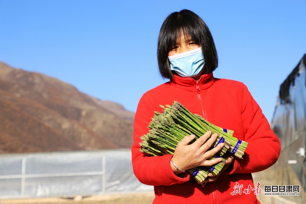 漳县殪虎桥镇:芦笋破土顶开致富门-图库-每日甘肃网