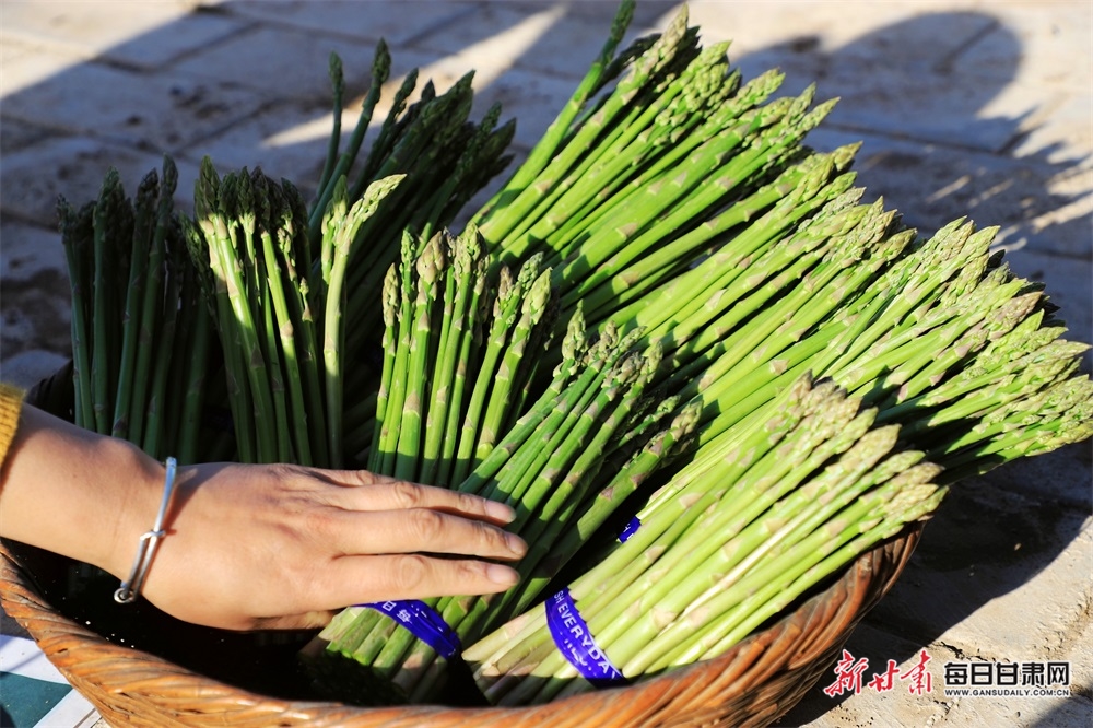 一次种植可以采收10到15年,露天种植的芦笋一年的采收