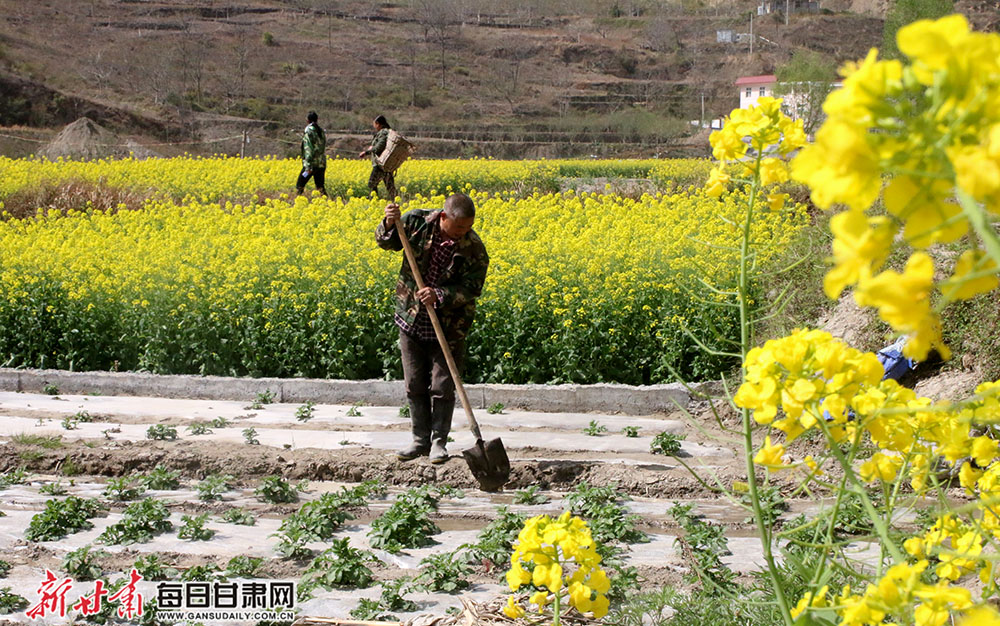 文县白水江畔油菜花盛开