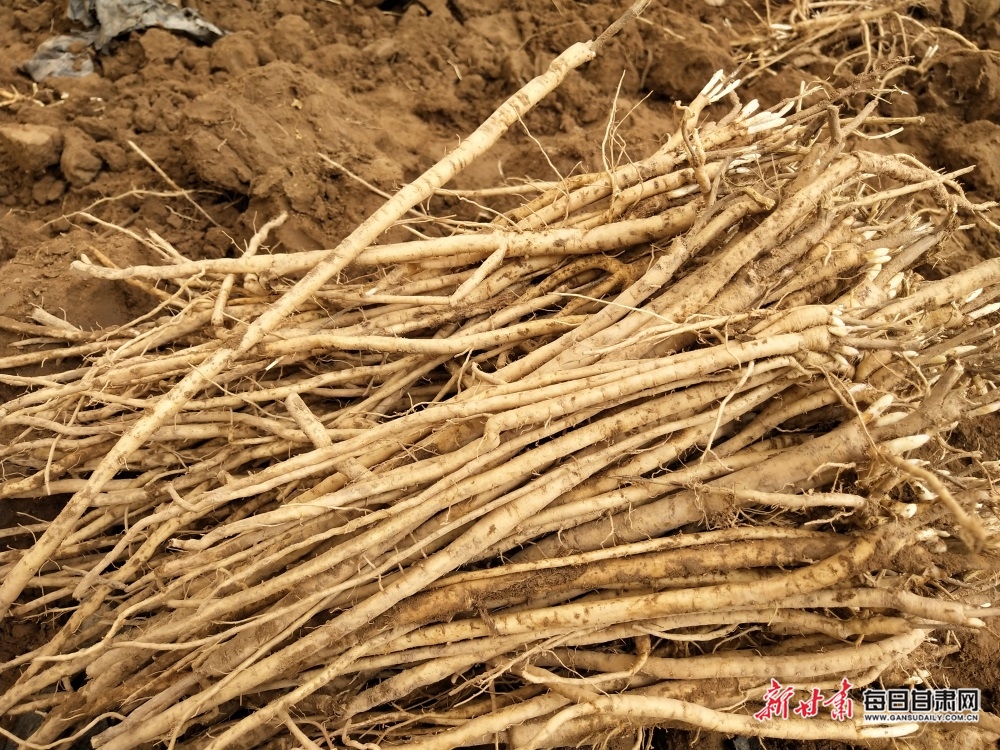 民乐县黄芪种苗繁育取得初步成功