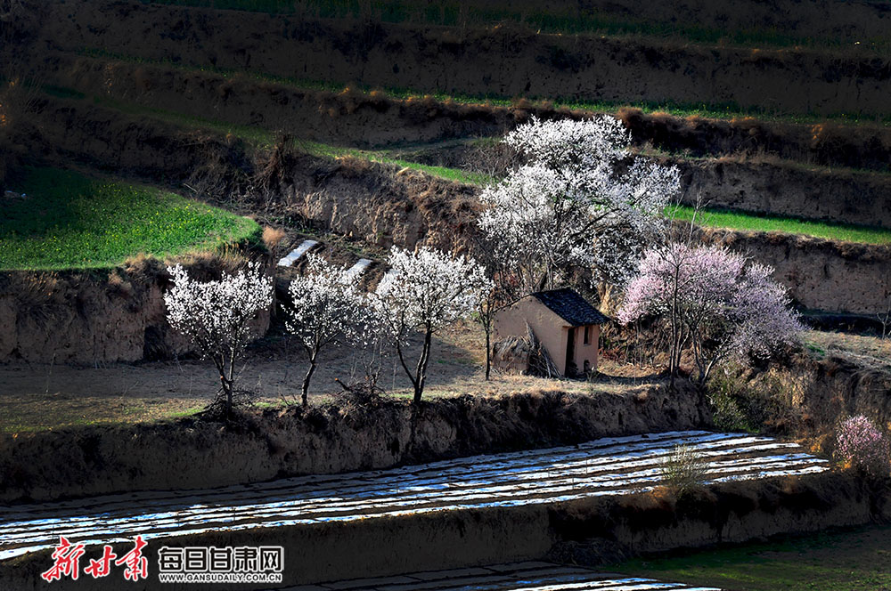 春天的天水市秦州区天水镇铁堂峡村,山花烂漫,景色迷人,走进乡间,仿佛