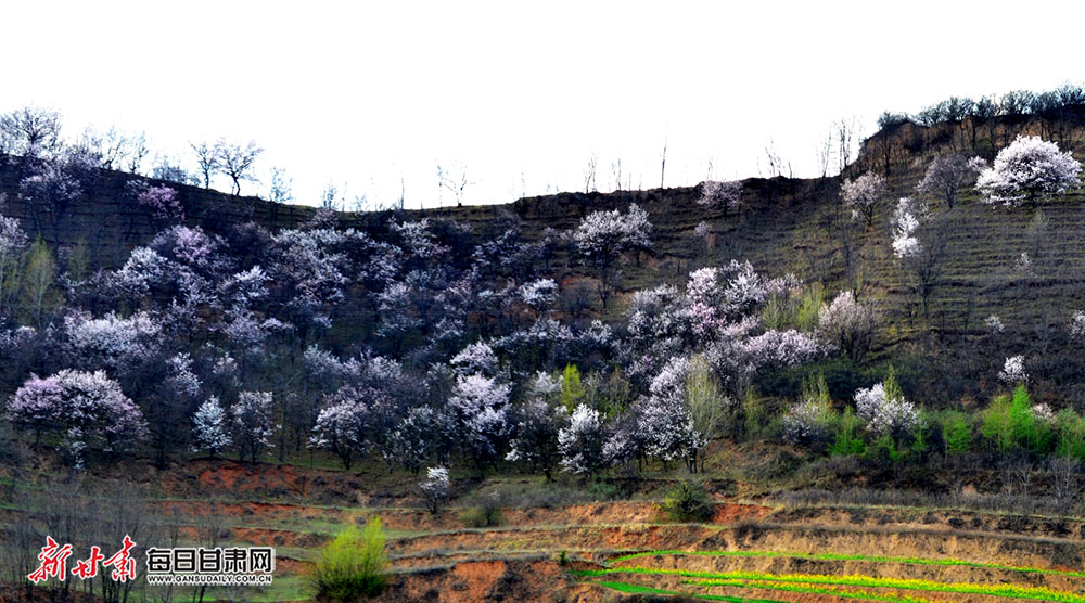 春天的天水市秦州区天水镇铁堂峡村,山花烂漫,景色迷人,走进乡间,仿佛