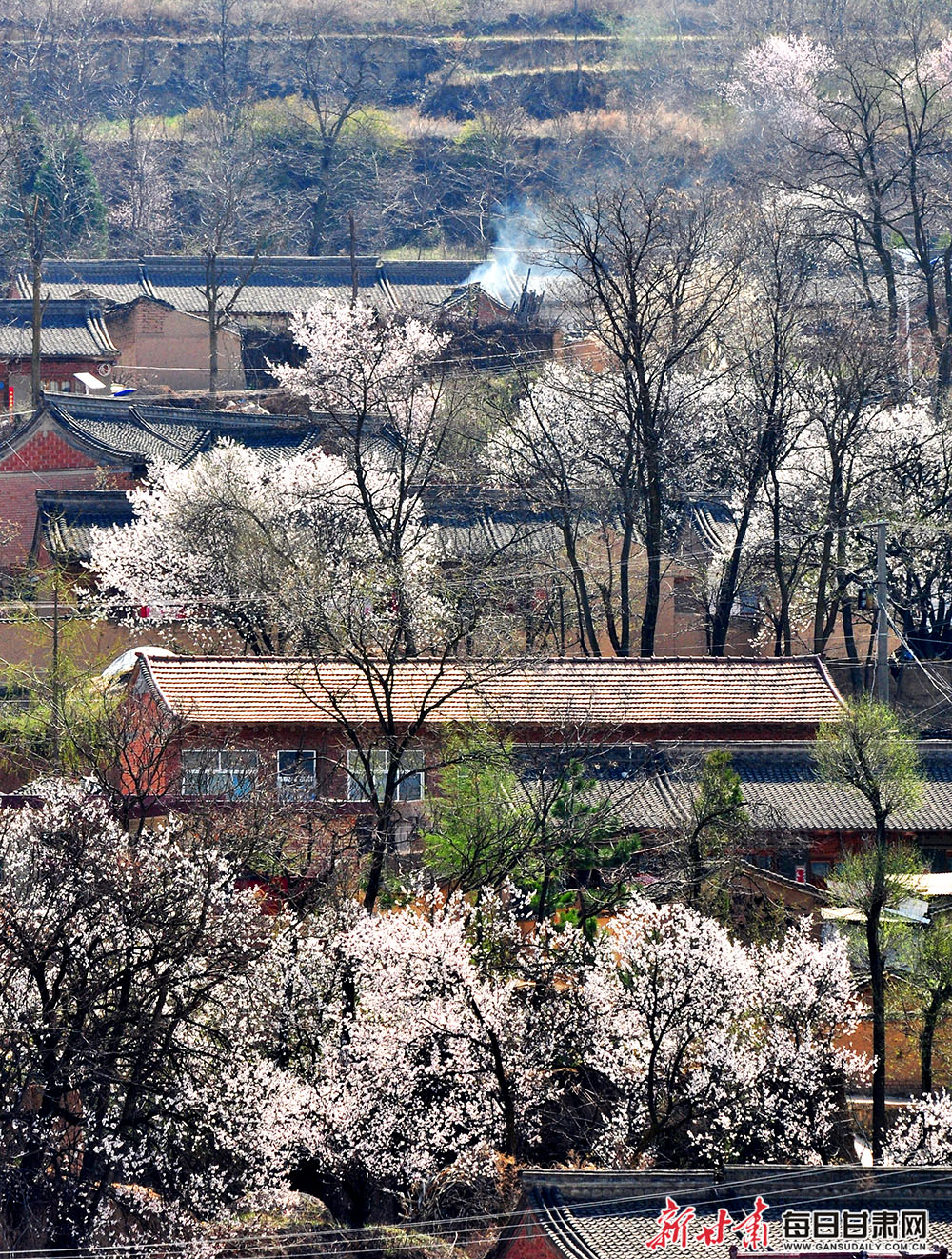 春天的天水市秦州区天水镇铁堂峡村,山花烂漫,景色迷人,走进乡间,仿佛