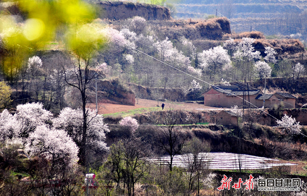 春天的天水市秦州区天水镇铁堂峡村,山花烂漫,景色迷人,走进乡间,仿佛