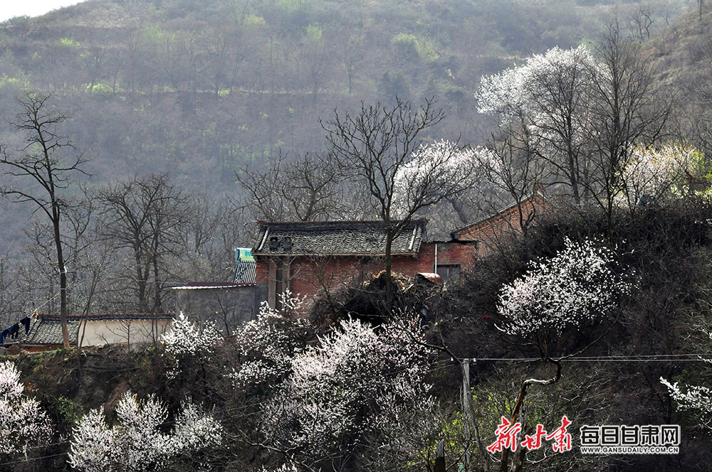 春天的天水市秦州区天水镇铁堂峡村,山花烂漫,景色迷人,走进乡间,仿佛