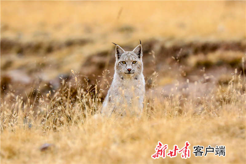 祁连山生态状况持续好转,各类野生动物生存压力明显减小,种群呈快速