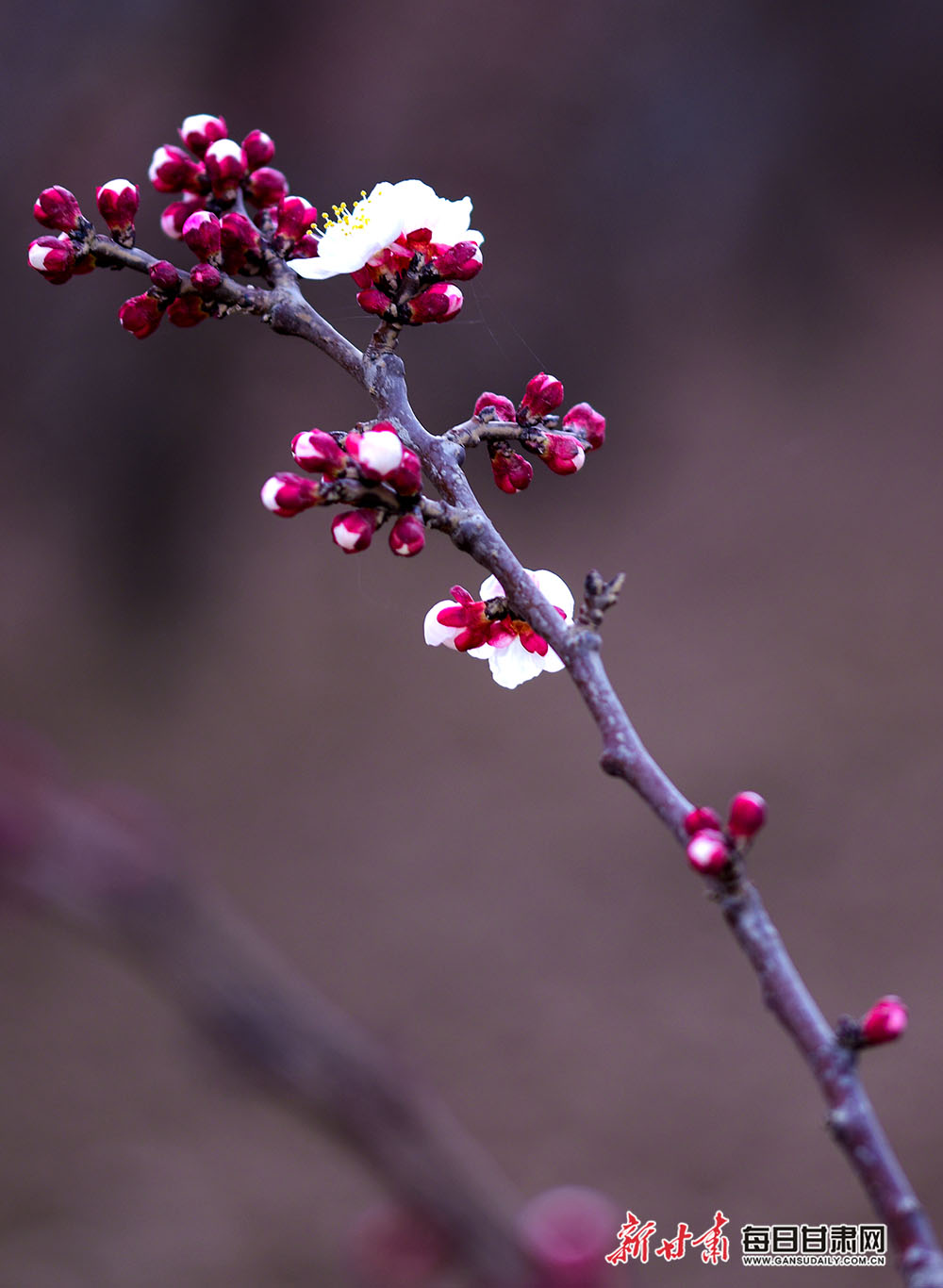 图库 甘肃爱拍 3月28日,景泰县的万余棵杏树进入盛花期,农民抢抓