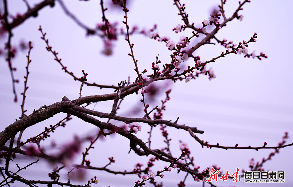 图库 甘肃爱拍 3月28日,景泰县的万余棵杏树进入盛花期,农民抢抓