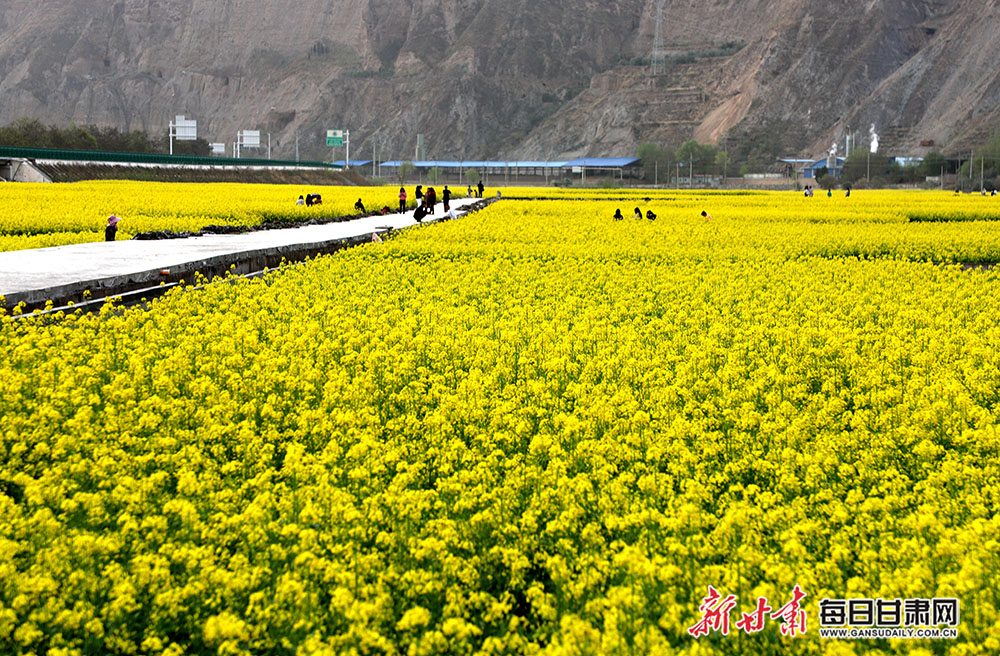 武都区角弓镇油菜花田吸引众多游客.jpg