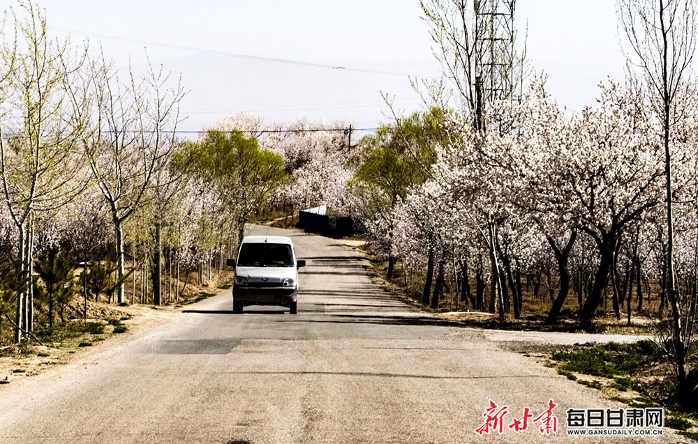 杏花枝头醉乡野 山间雪海迎春风 会宁县新庄镇真是美