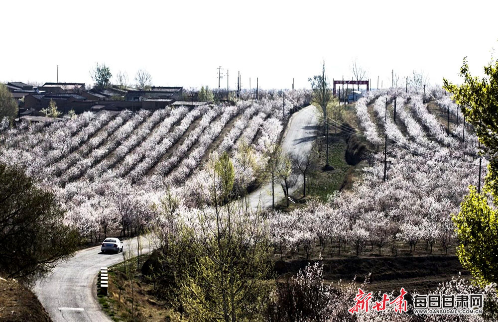 杏花枝头醉乡野 山间雪海迎春风 会宁县新庄镇真是美