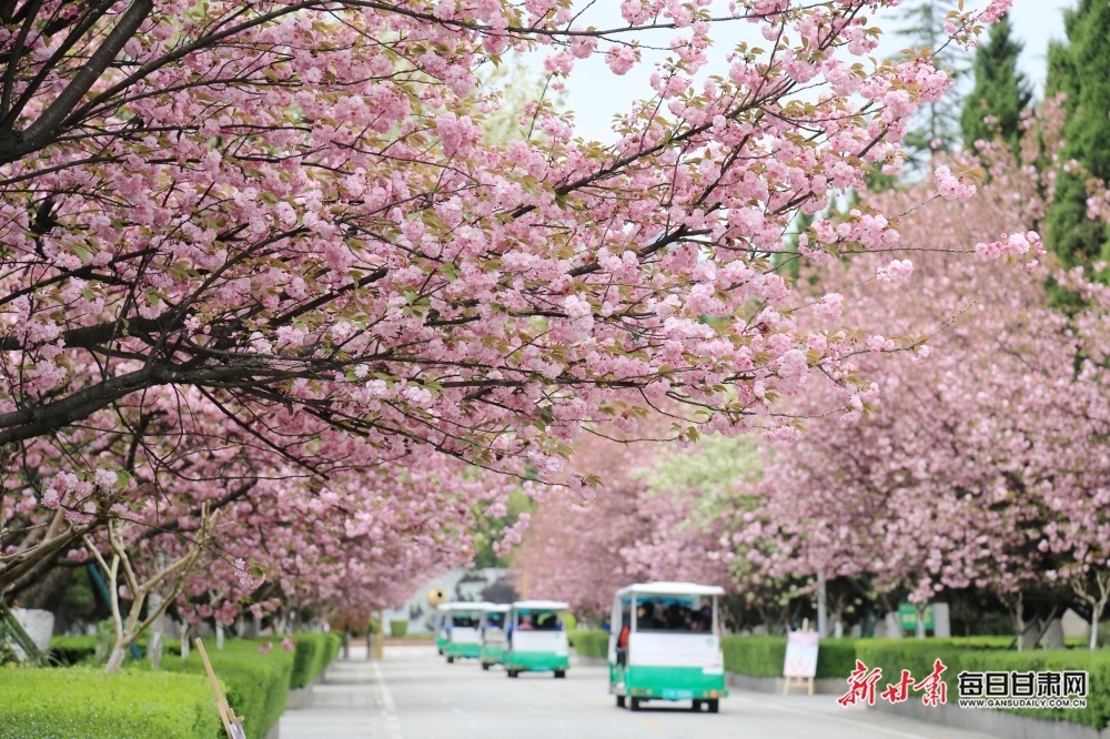 徽县金徽酒业生态园樱花绽放迎客来